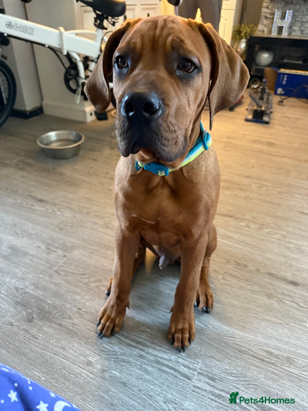 Bullmastiff dogs for sale: Beautiful male full bullmastiff pup  - Image 3