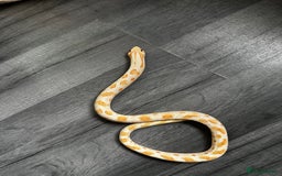 Snake reptiles for sale: Multiple animals - Advert 3