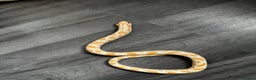 Snake reptiles for sale: Multiple animals - Advert 3
