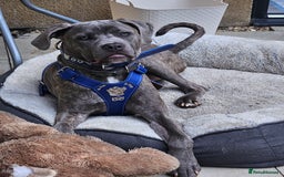 Cane Corso dogs for sale: Cane corso for sale - Image 1