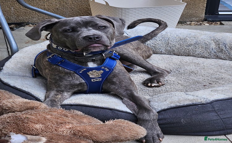 Cane Corso dogs - Advert 1