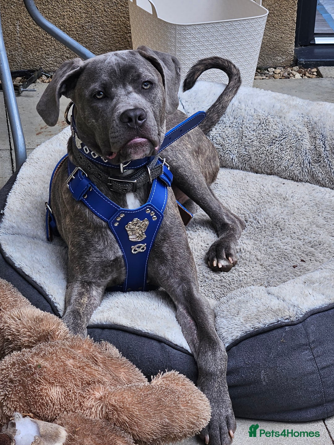 Cane Corso dogs for sale: Cane corso for sale - Image 1