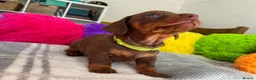 Miniature Dachshund dogs for sale: 🐶 READY NOW 🐶 - Advert 10