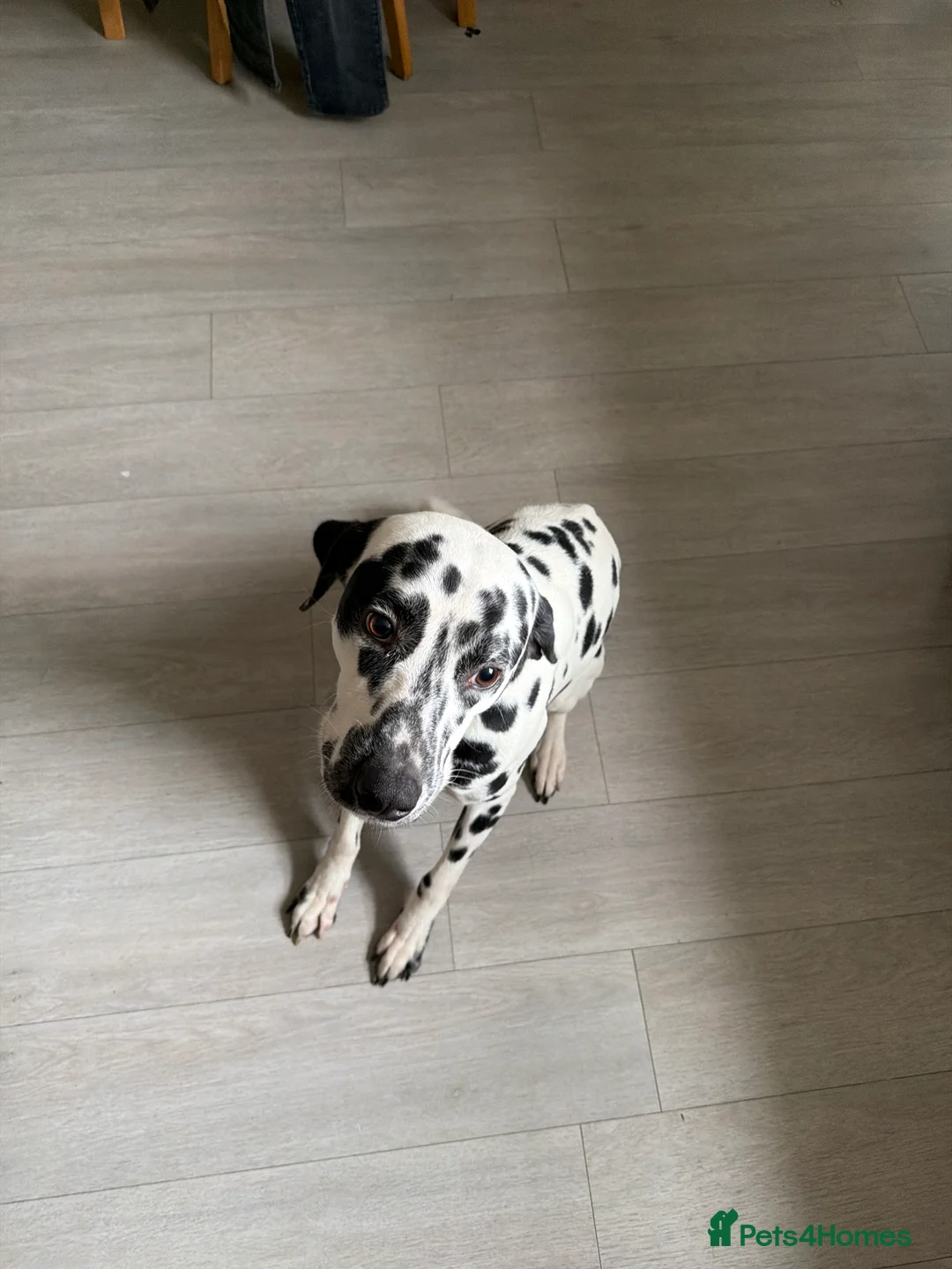 Dalmatian dogs for sale: 2 year old male Dalmatian in Plymouth - Advert 3