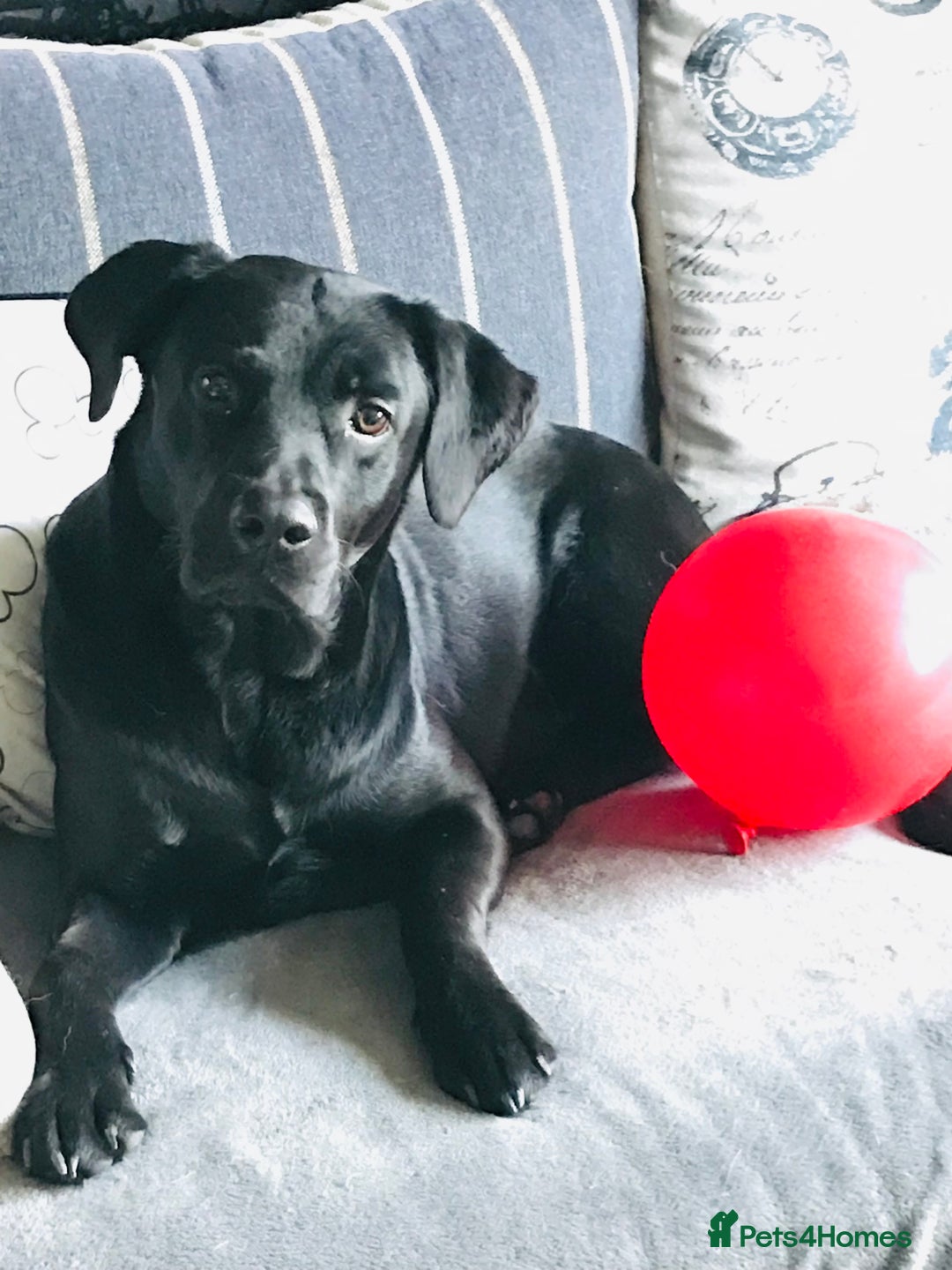 Mixed Breed dogs for sale: Black Sheprador male - Advert 2