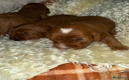 Cavapoo dogs for sale: ❤️ Deep Red Cavapoo Puppies ❤️ - Image 4