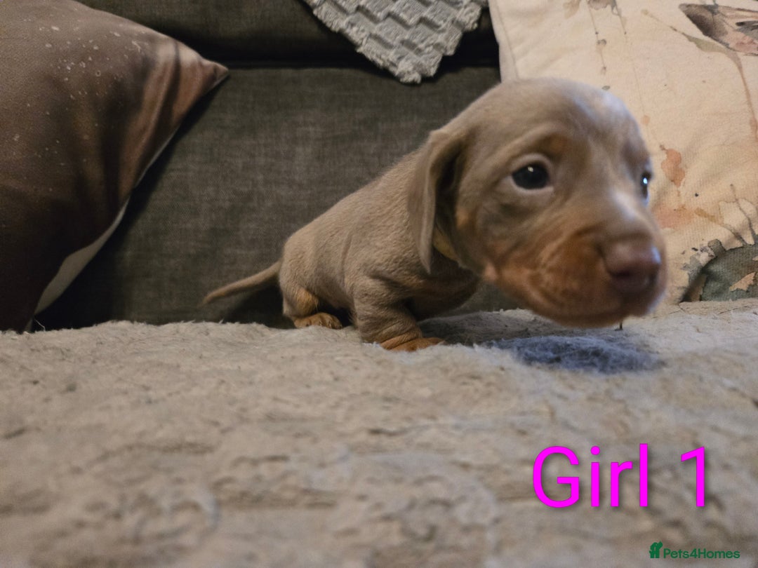 Miniature Dachshund dogs for sale: Miniature Dachshund Puppies - Advert 11