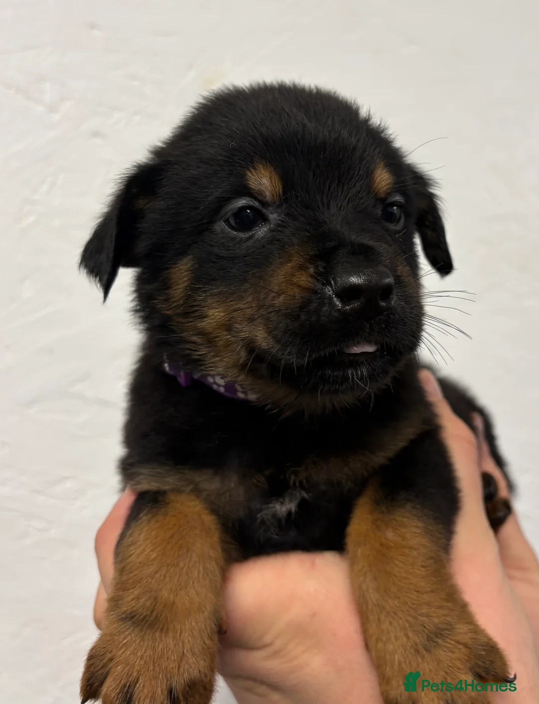 Mixed Breed dogs for sale: Rottweiler x malinois - Advert 22