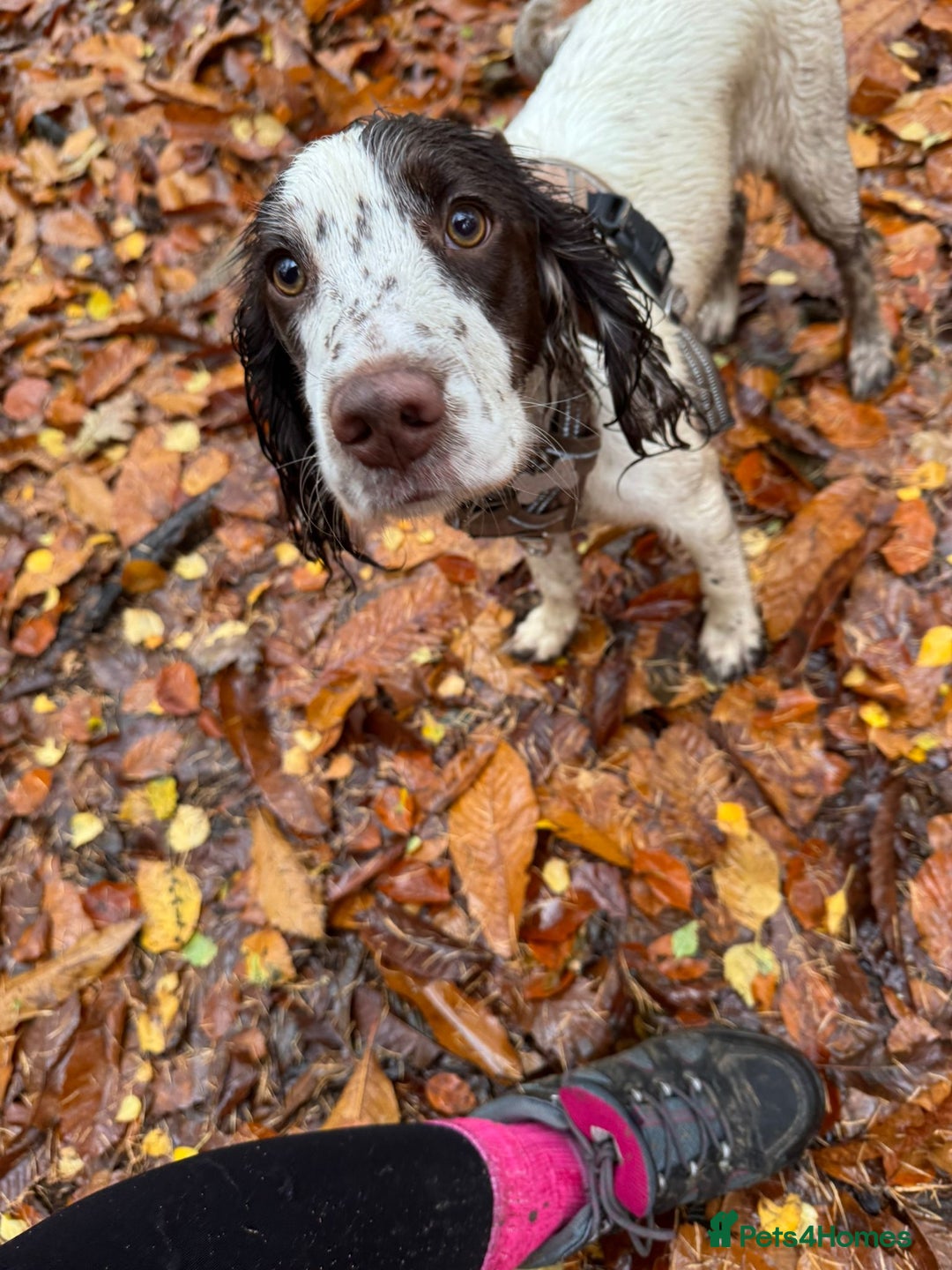 Sprocker dogs for adoption: 💖🐶 NOVA 🐶💖 - Advert 4