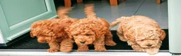Cockapoo dogs for sale: cockapoo small miniature / toy  - Advert 6