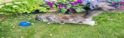 Maine Coon cats for sale: Mainecoon - Advert 5