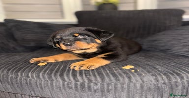 Rottweiler dogs - Advert 2