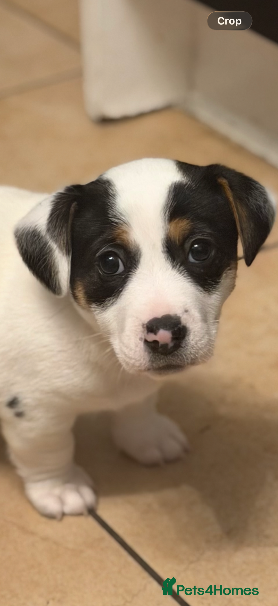 Jack Russell dogs for sale: Male Jack Russell  - Advert 7