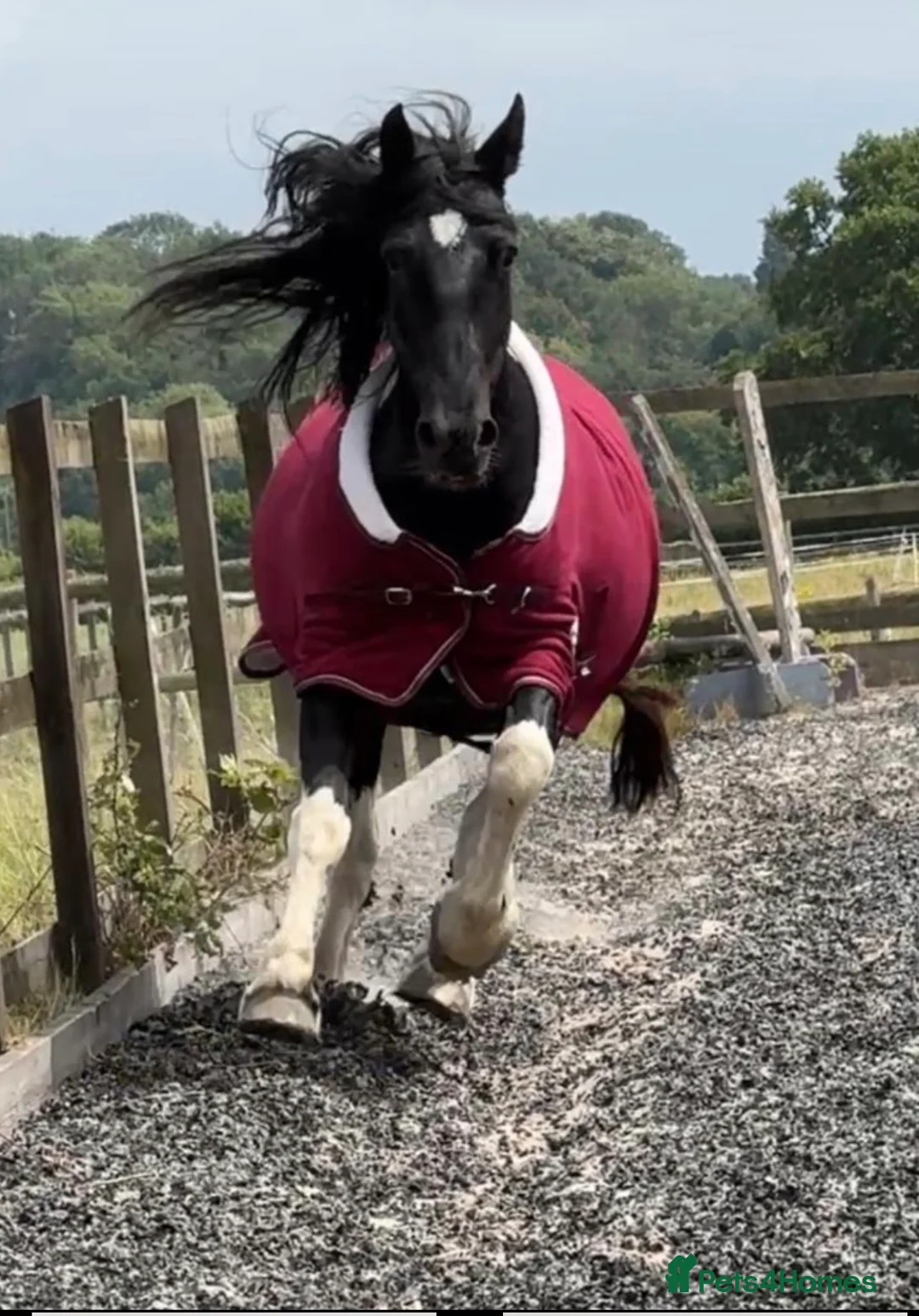 Irish Cob horses for sale: 15hh cob x Mare  - Advert 1
