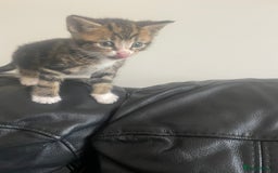 Mixed Breed cats for sale: 6 kittens for sale  - Image 10