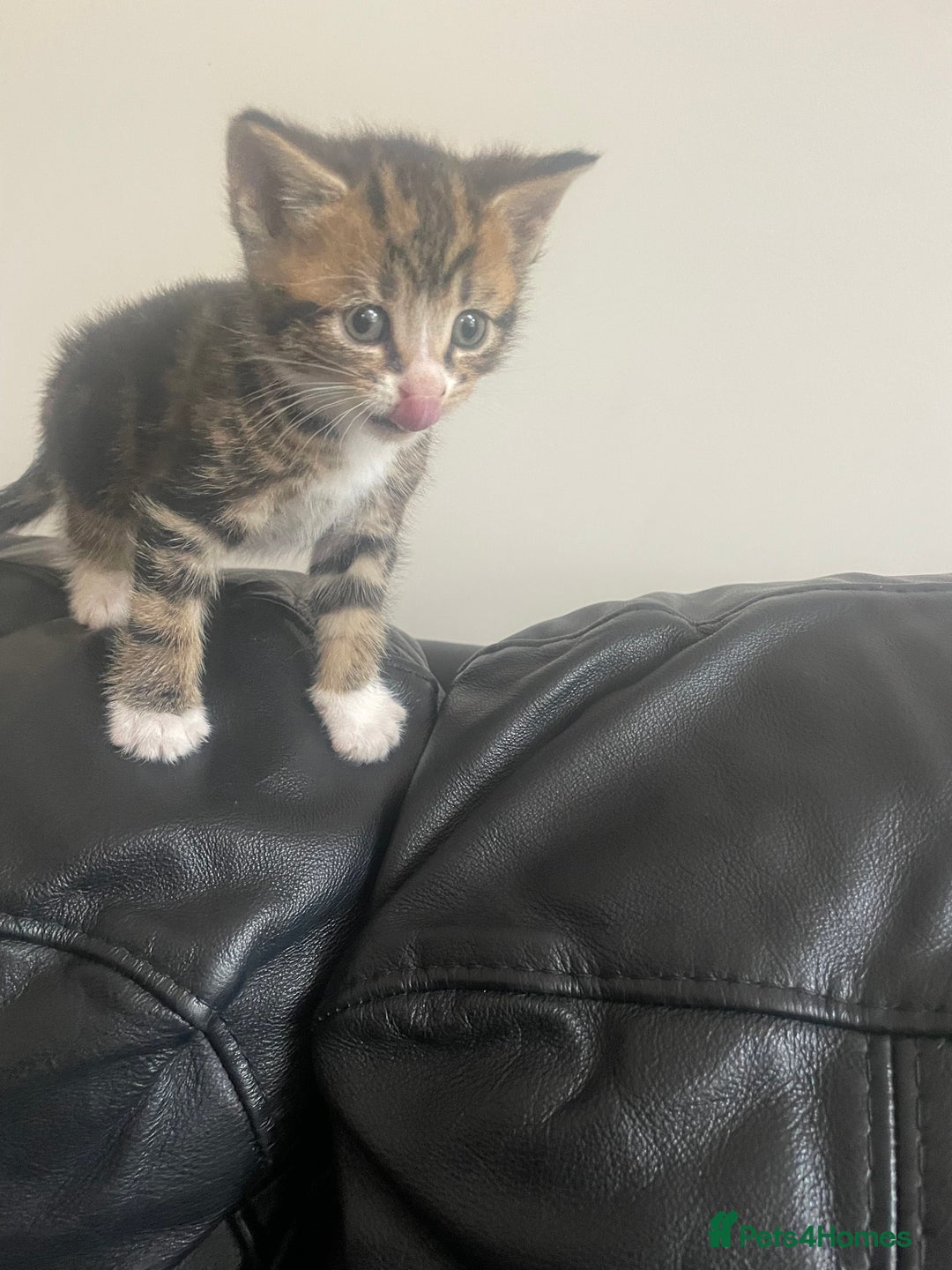 Mixed Breed cats for sale: 6 kittens for sale  - Image 10