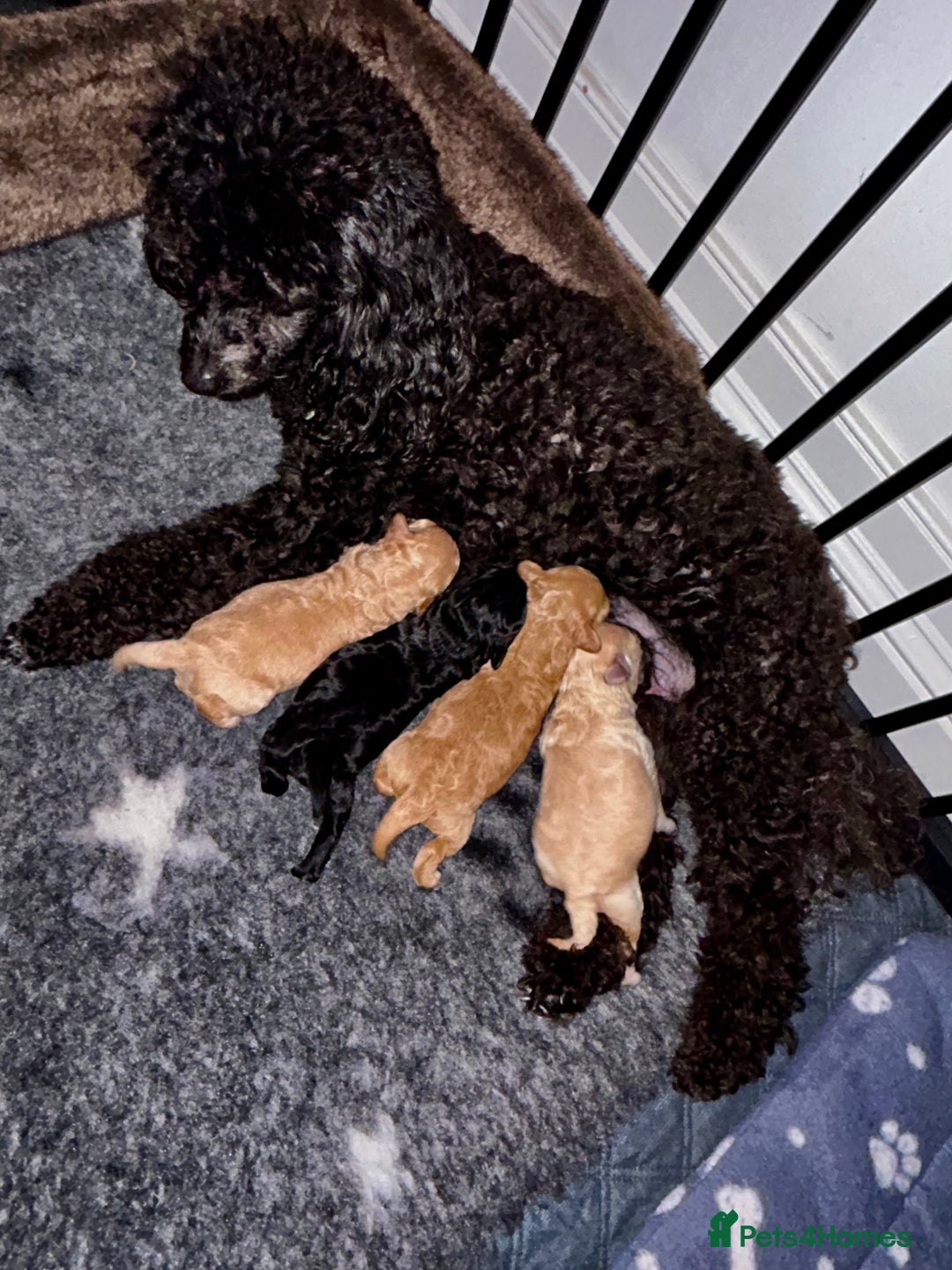 Toy Poodle dogs for sale: Stunning KC Registered Toy Poodle Pups  in Belfast - Advert 4