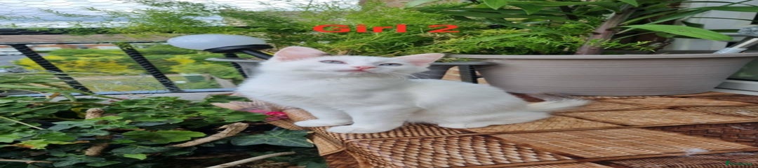 Ragdoll Kitten 5