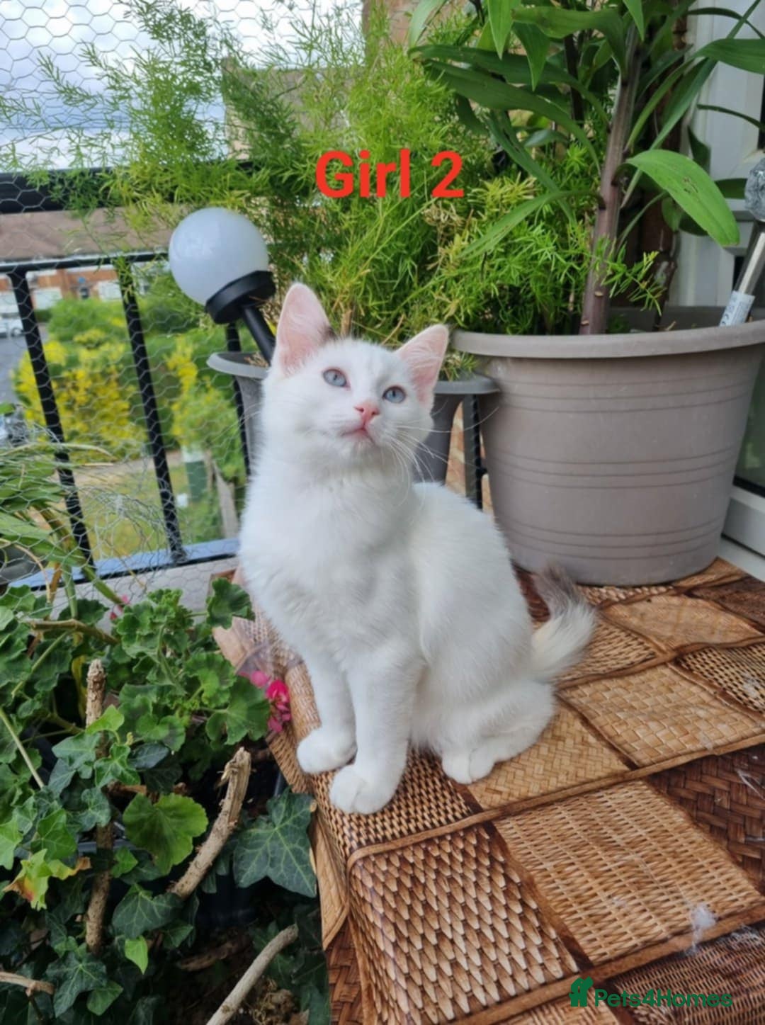 Ragdoll cats for sale: Bicolour ragdoll kittens  - Image 14
