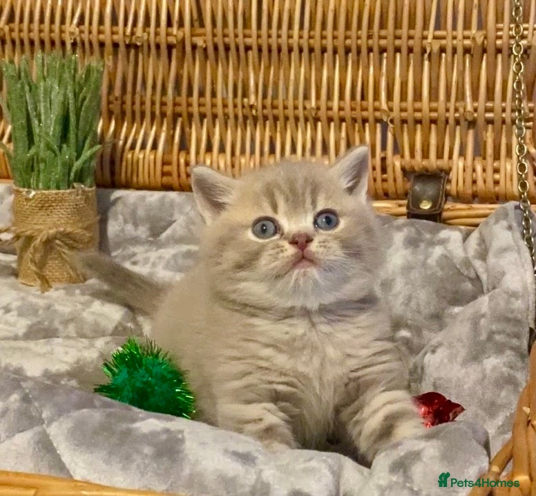 Scottish Fold cats 🧸😻CHAMPION LINE TICA ACTIVE SCOTTISH/BSH😻🧸 - Advert 9