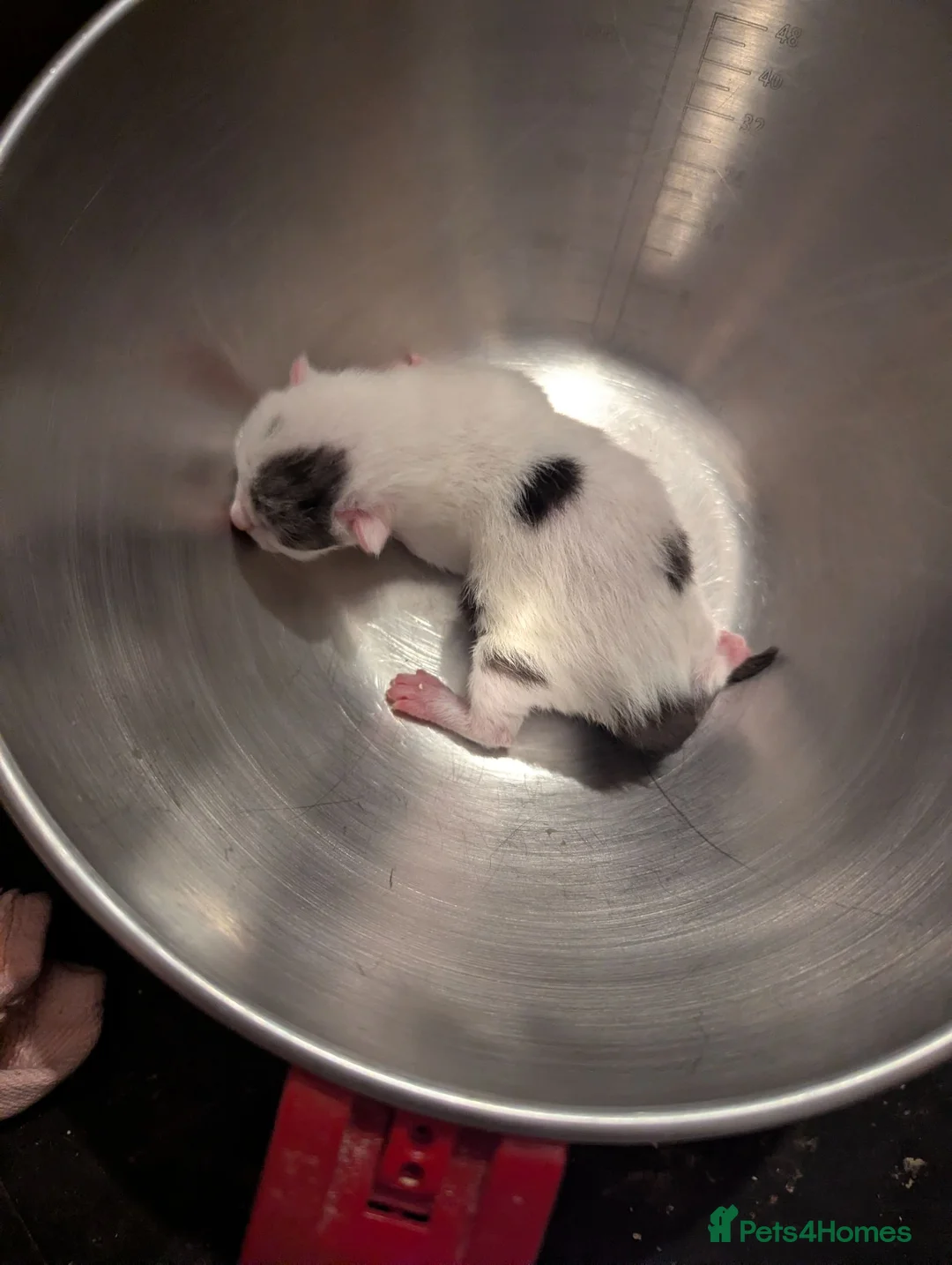 Mixed Breed cats for sale: 🐾 Last 2 kittens available – 1 boy, 1 girl 🐾   in Witham - Advert 13