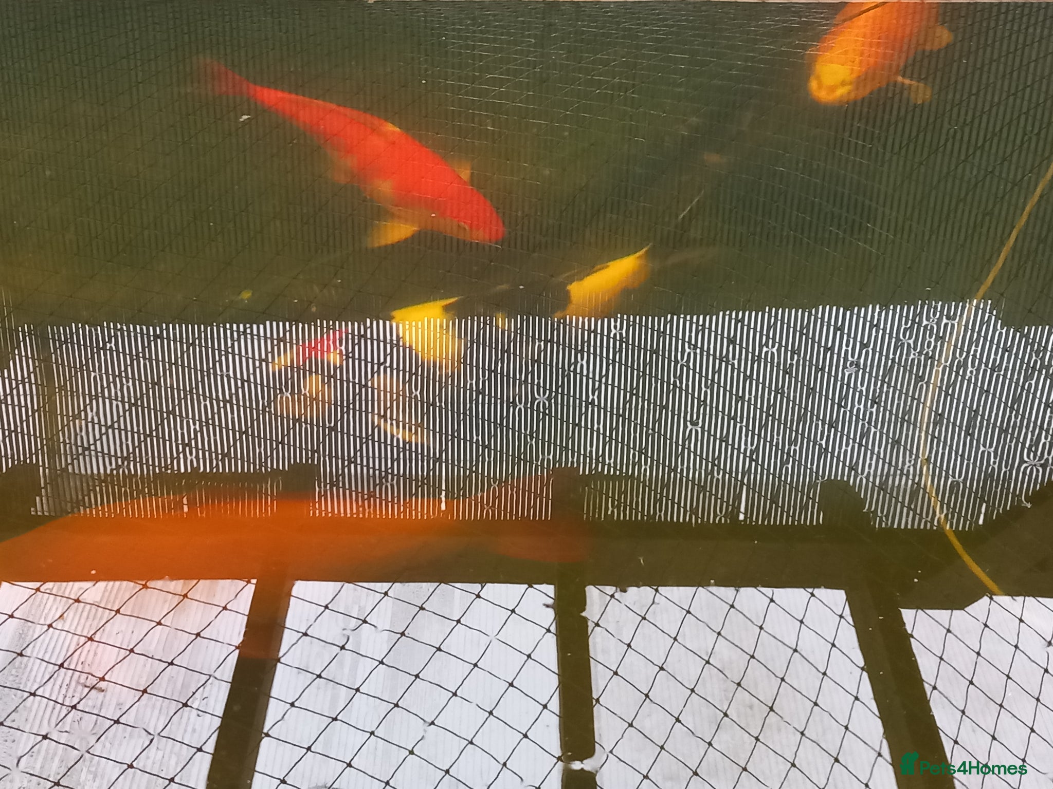 Koi Carp fish Koi carp - Advert 3