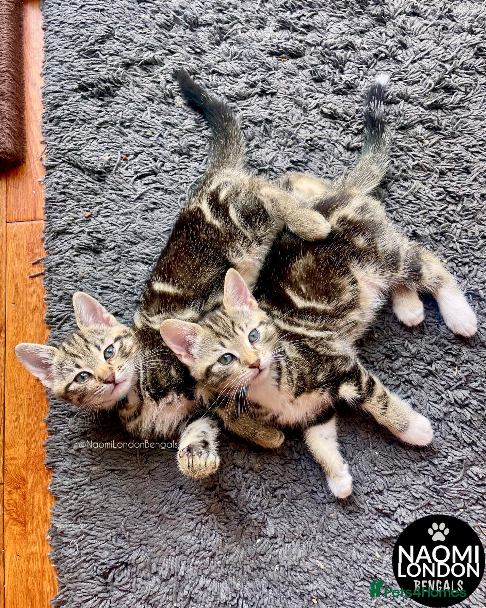 Bengal cats 💙🩵 BENGAL KITTENS 🩵💙 2 AVAILABLE! 🔥🔥 - Advert 2