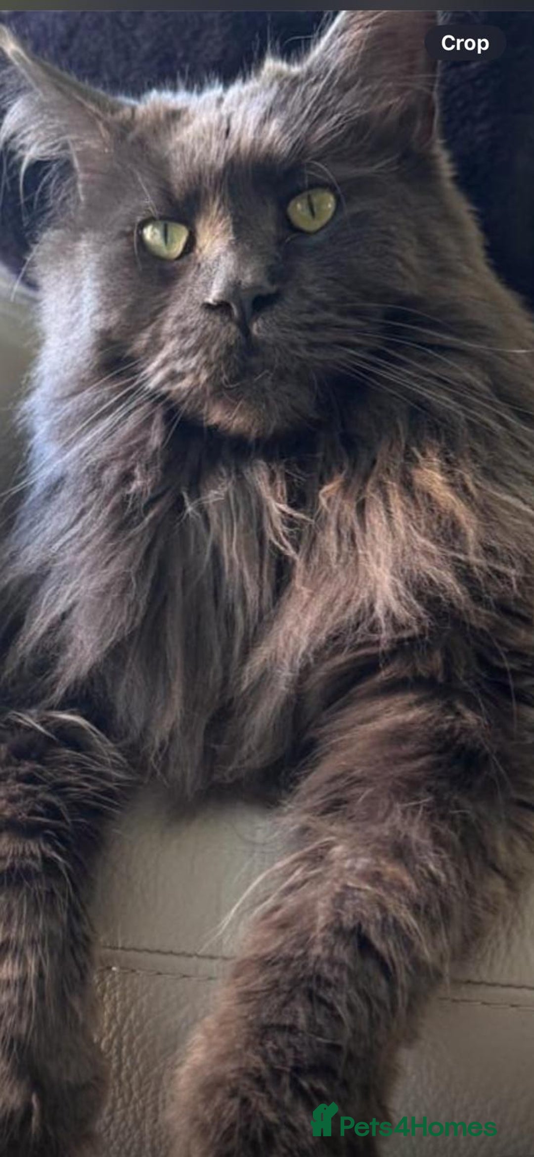 Maine Coon cats for stud: Stunning solid blue maine coon studs - Advert 3