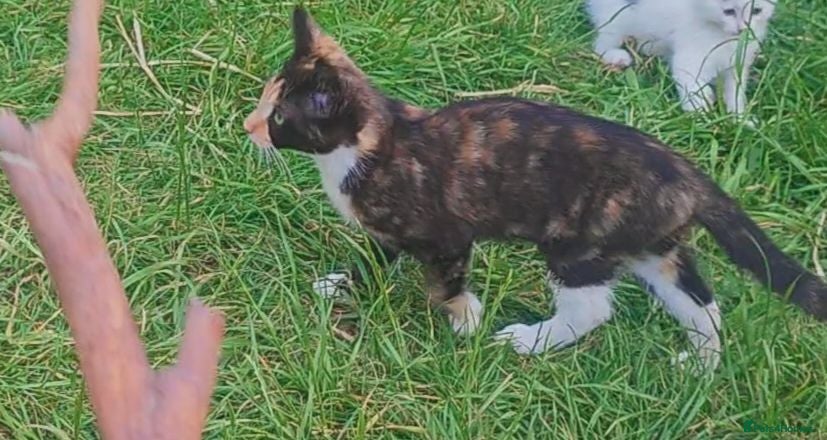 Mixed Breed cats 6 kittens, 4 boys /, 2 girls, playful, healthy  - Advert 13