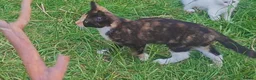 Mixed Breed cats for sale: 6 kittens, 4 boys /, 2 girls, playful, healthy  - Advert 1