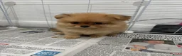 Pomchi dogs for sale: 3 beautiful pomchi puppy’s  in Crawley - Advert 9