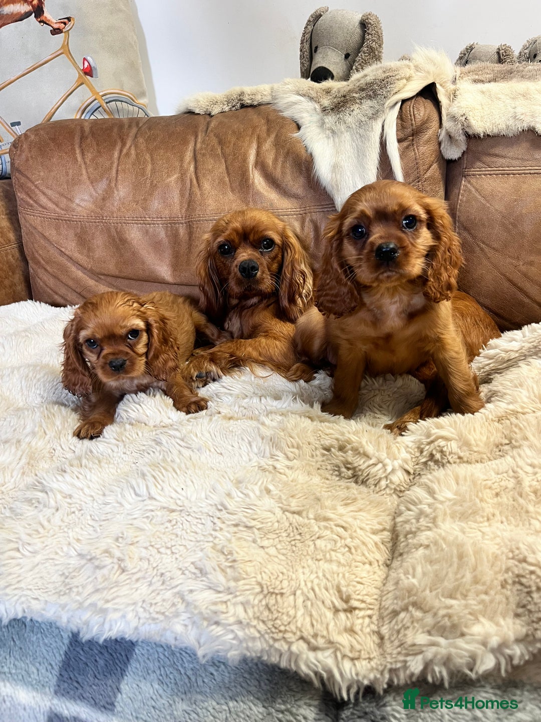 Cavalier King Charles Spaniel dogs for sale: stunning litter of KC registered Ruby Cavaliers - Image 8
