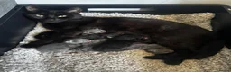 Mixed Breed cats for sale: 2 kittens  - Advert 2
