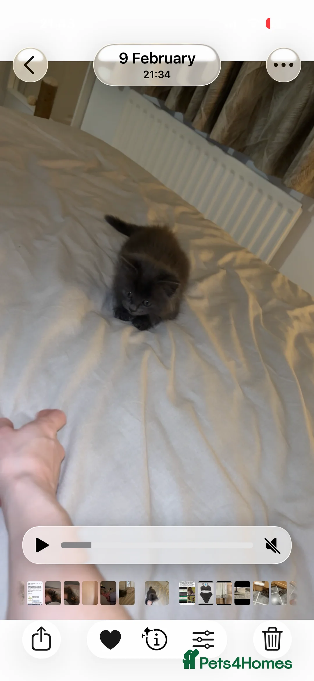 Maine Coon cats for sale: Maine coon kitten  - Advert 2