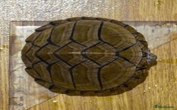 Turtle reptiles for sale: Razorback Musk Turtle, Free 4 bags 40g turtle food - Image 6