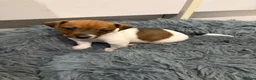 Jack Russell dogs for sale: 4 mini jack Russel puppies - Advert 7