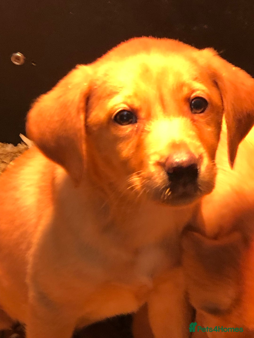 Labrador Retriever dogs for sale: chunky kc registered labrador pups - Advert 16