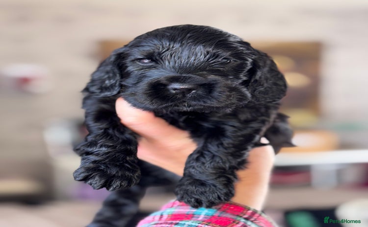 Cocker Spaniel dogs - Advert 2