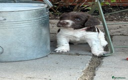 English Springer Spaniel dogs for sale: KC registered Working Springer spaniel puppies - Image 2