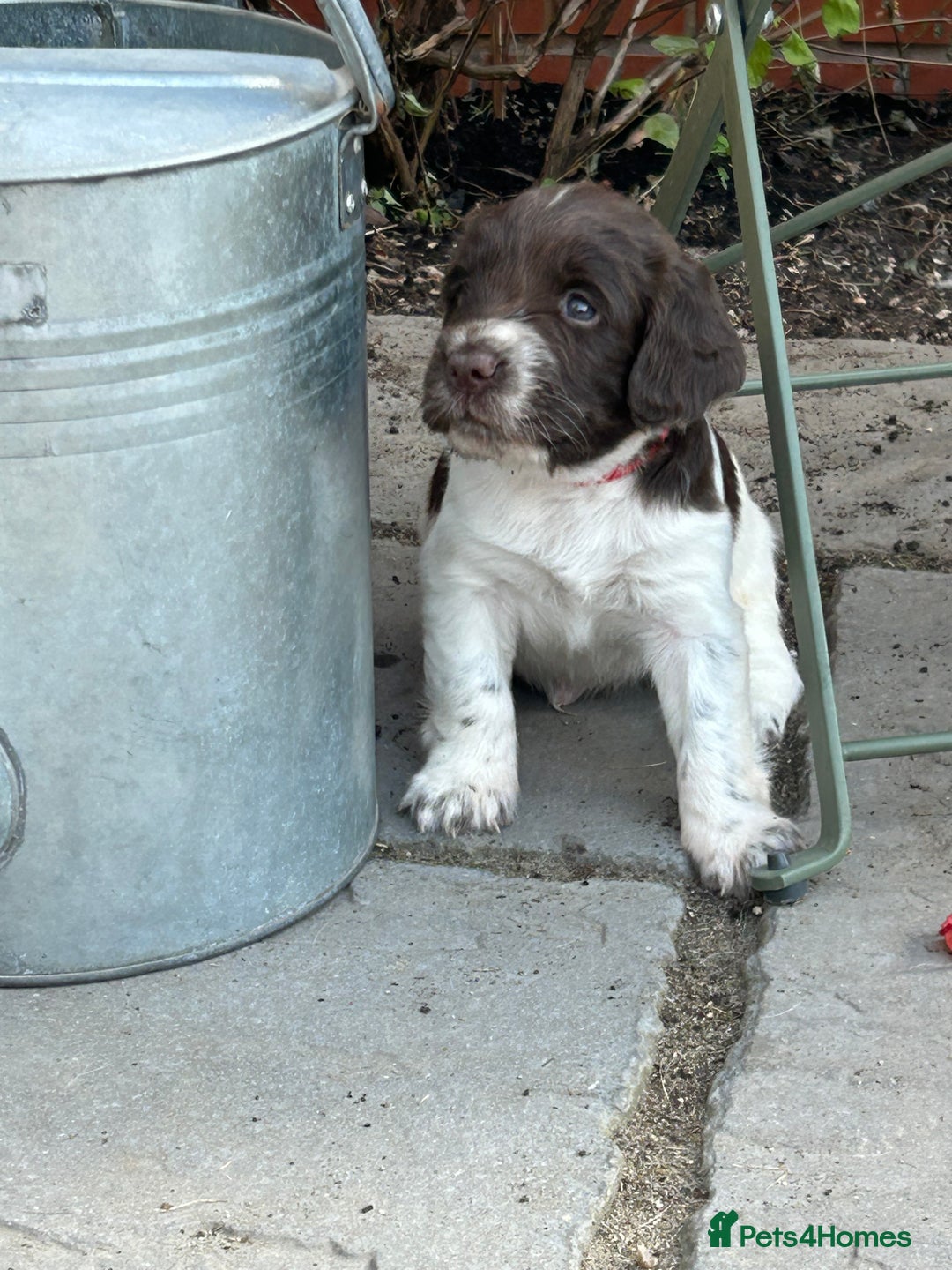 English Springer Spaniel dogs for sale: KC registered Working Springer spaniel puppies - Image 2
