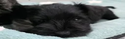 Miniature Schnauzer dogs for sale: Beautiful Miniature Schnauzers - Advert 1
