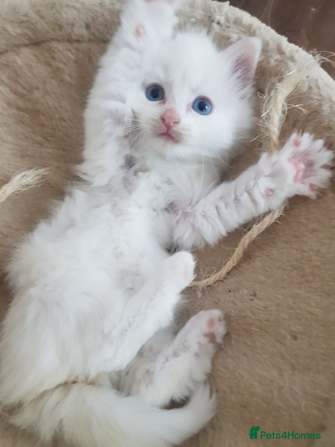 Mixed Breed cats for sale: Two beautiful princess  - Image 12
