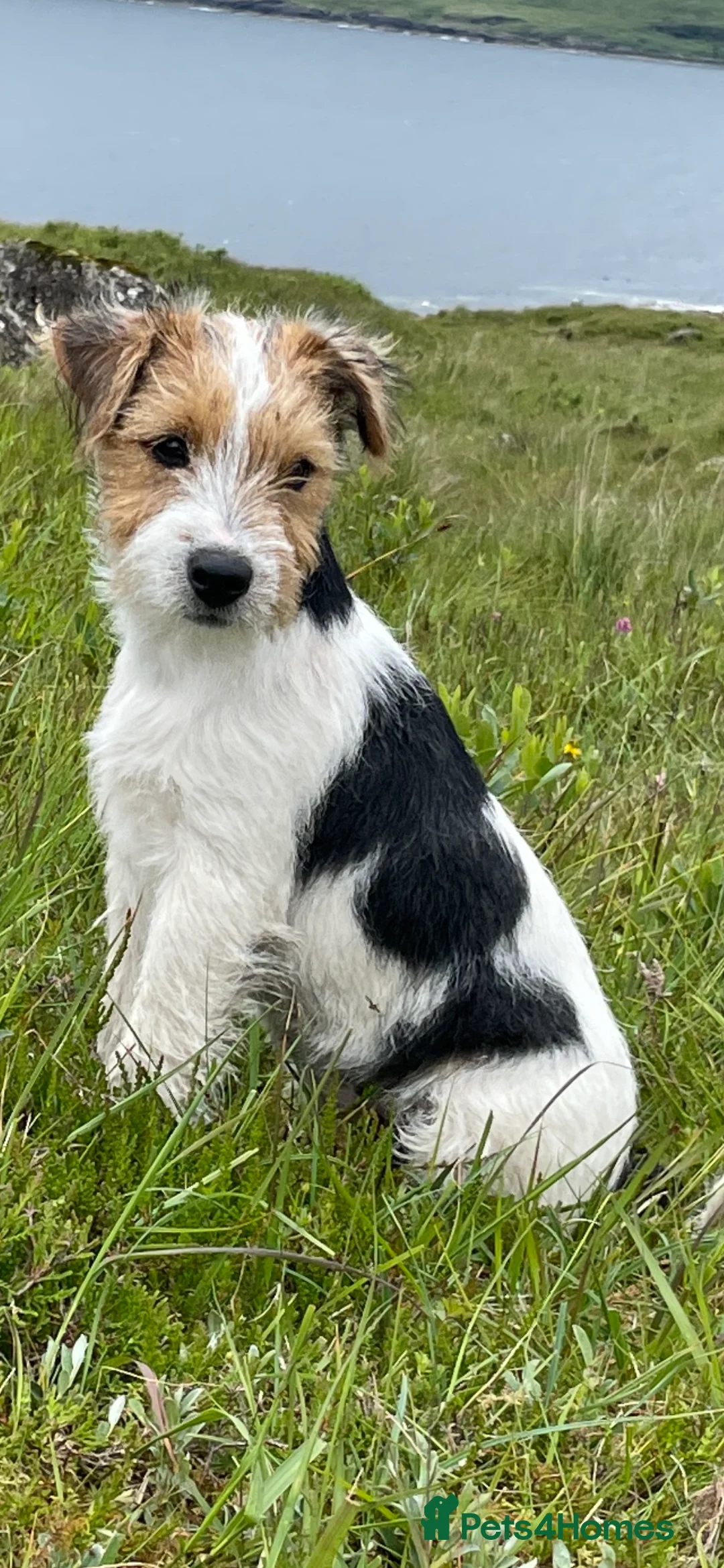 Parson Russell dogs for sale: Parson Terrier Puppies - rough coated - Advert 4