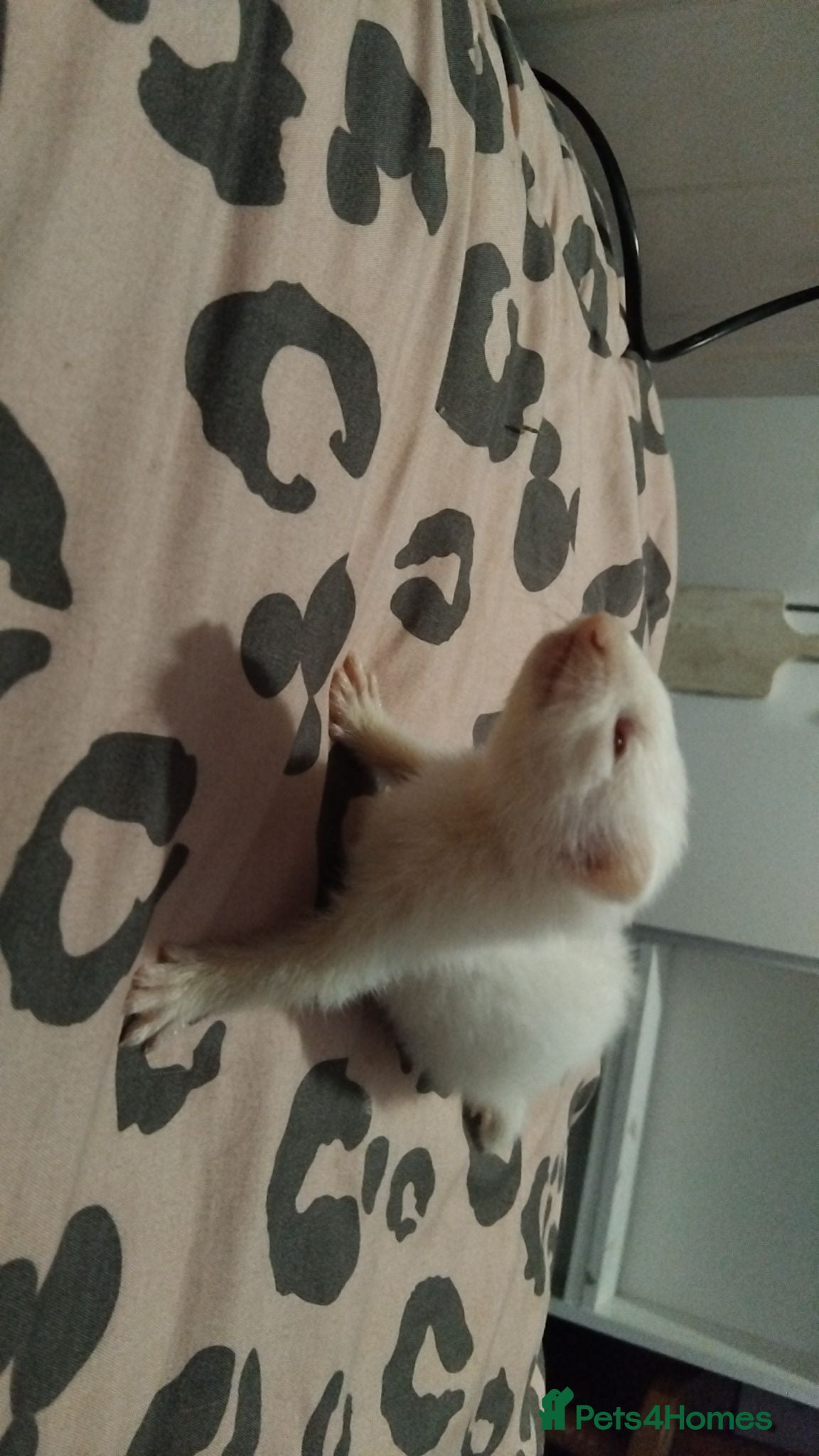 Ferret rodents Albino Baby ferret - Advert 6