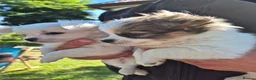Chihuahua dogs for sale: Stunning Long-Haired Chihuahua Puppies in Guildford - Advert 14