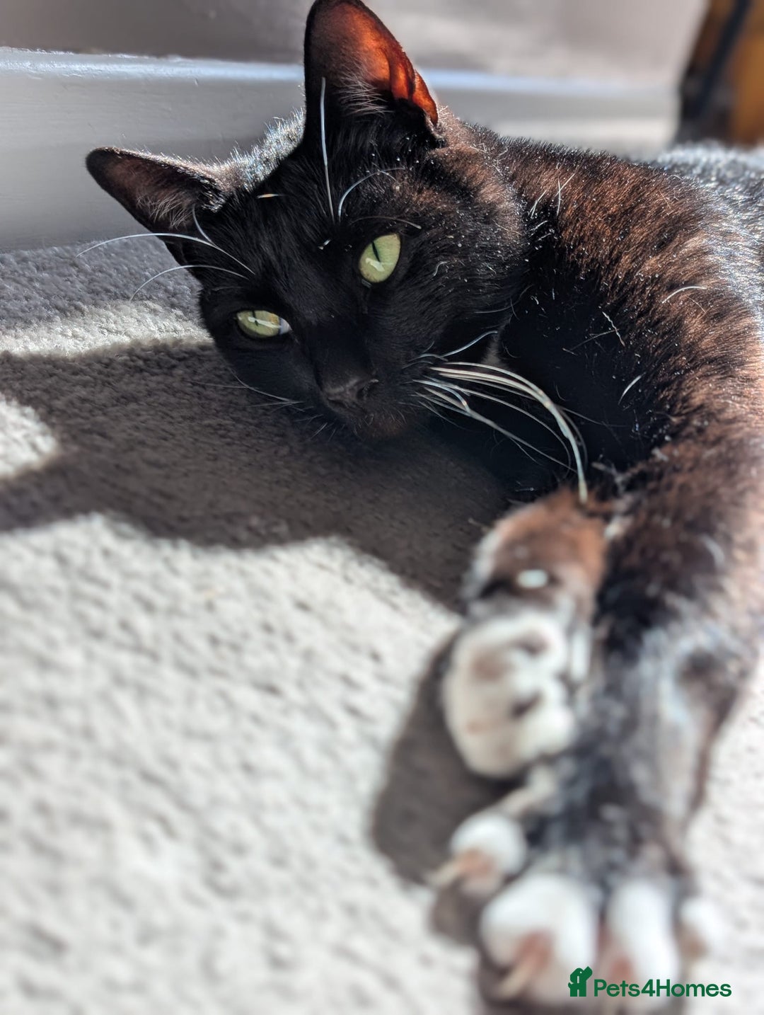 Domestic Shorthair cats for sale: 8 year old black and white male  - Advert 1