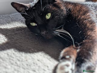 Domestic Shorthair cats 8 year old black and white male - Advert 10