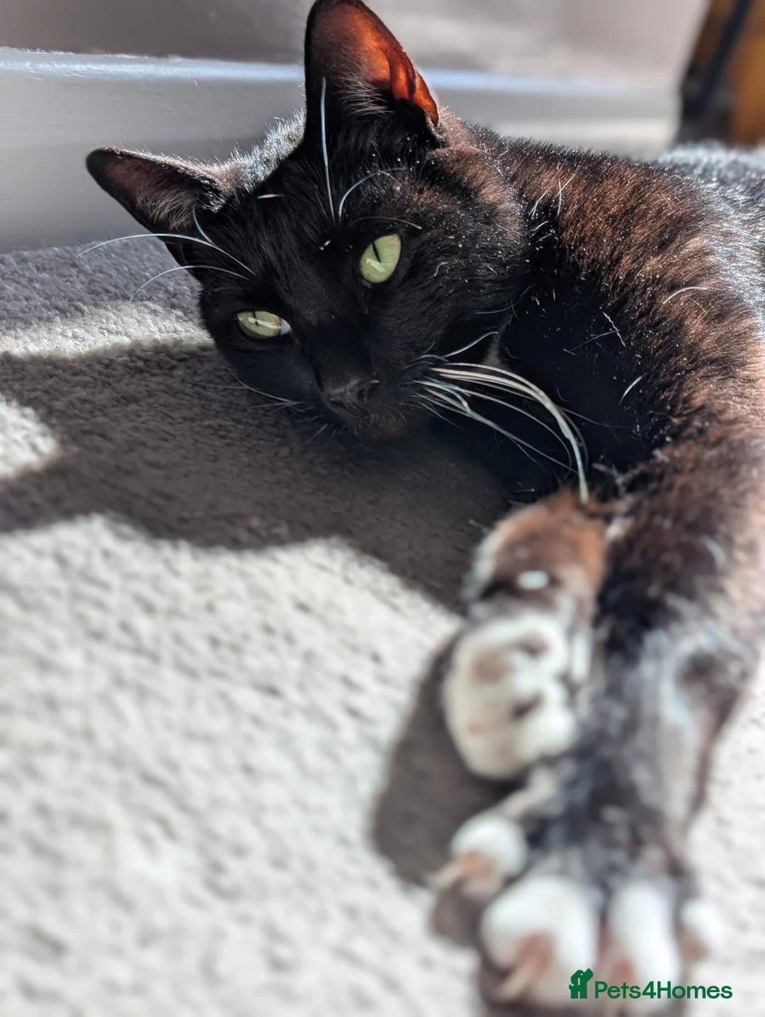 Domestic Shorthair cats for sale: 8 year old black and white male  - Advert 1