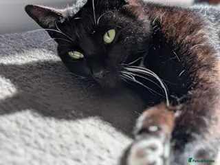 Domestic Shorthair cats 8 year old black and white male - Advert 3