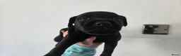 Patterdale Terrier dogs for sale: Patterdale Terrier Pups - Advert 12